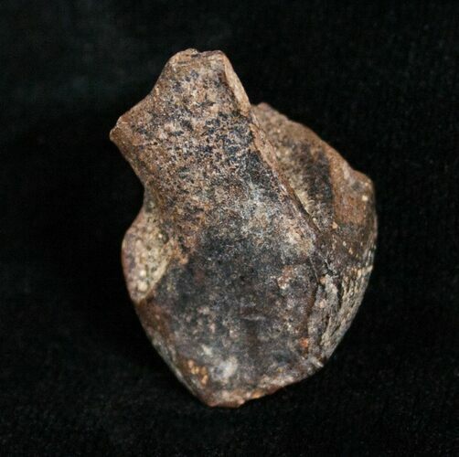 Large Worn Triceratops Tooth - #4458